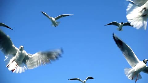 Nature Scenery Seagull