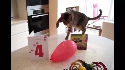 cat with ballons