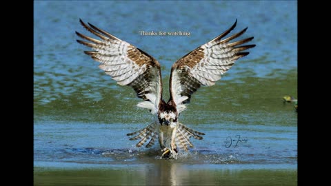 vThe Dive, Osprey (Pandion haliaetus) Sept 2022 S. Ontario