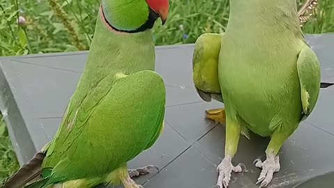 Parrot Calling Mithu Mithu