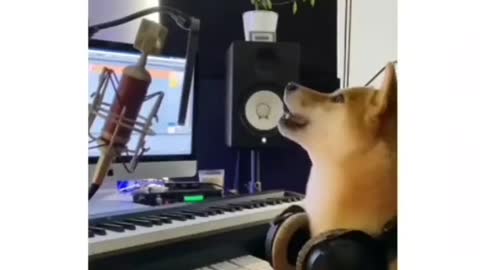 DJ Dog