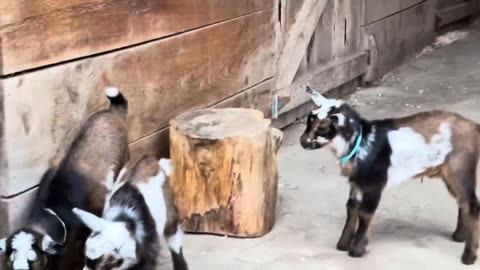 24 Curious goat kids!