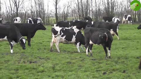 Funny videos cow 🐮