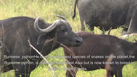 TOP 5 LARGEST AND LONGEST SNAKE SPECIES IN THE WORLD