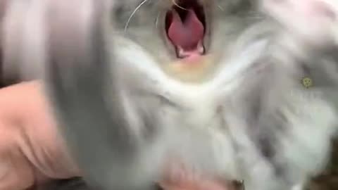 Cats funny video