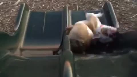 Clumsy Bulldog