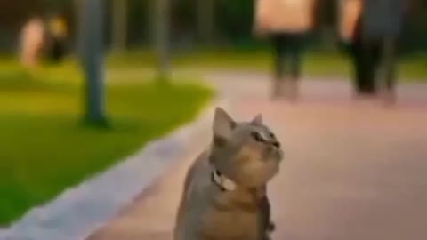 Beautiful and cute cates and dogs video 2023 Funny and Bad Fails