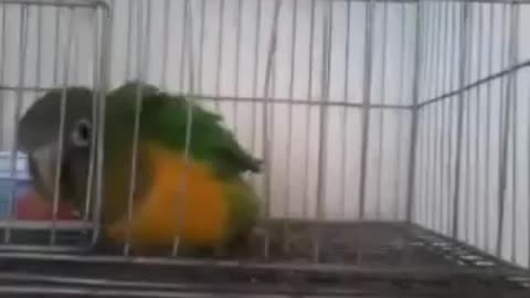 funny capoerista parrot