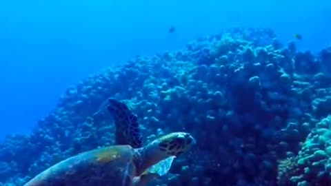 Endangered sea turtles