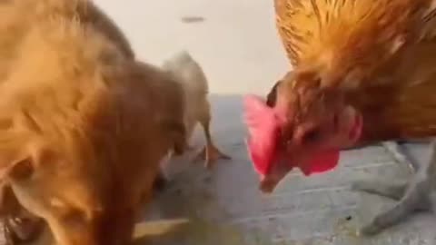 Real angry chicken