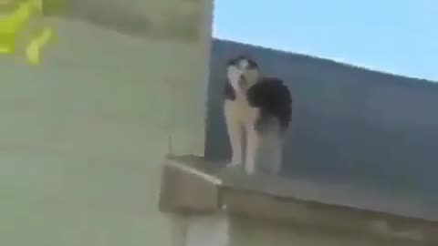 Huskies are weird dog 🐶🐶, funny animal video