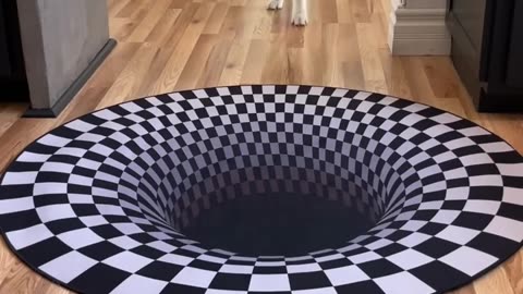 Dogs funny 🤣🤣😂❤❤reaction to entering optical illusion rug! #shorts