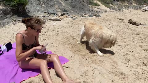 Golden Retriever First Time in the Ocean!