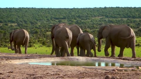 Secrets Of Elephants | National Geographics |