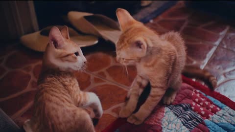 Two Cute Kitty's Playing