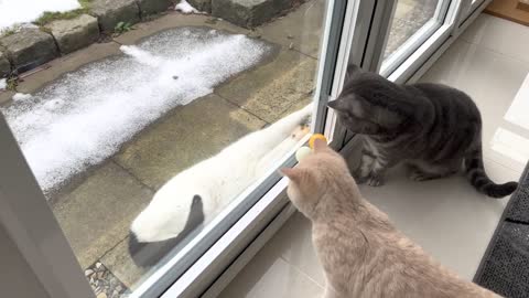 Neighbor's cat Entertains My cats