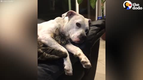 Dog Won't Stop Cuddling His Cat | The Dodo