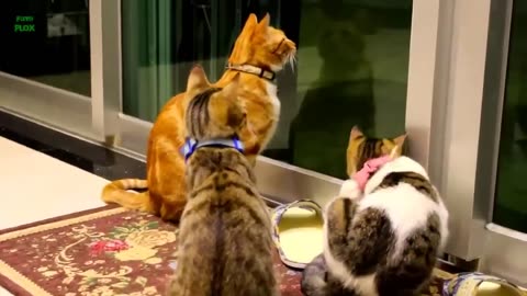 Funny Cats and Kittens Meowing Compilation