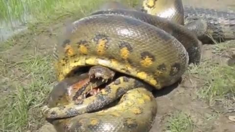 anaconda vs crocodile