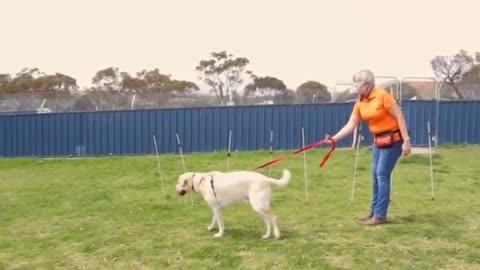 "How to teach your dog to walk "