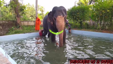 asian thames elephant asian elephant sri lankan elephant sri lanka elephant bathing