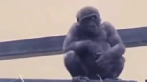 funny animals baby gorilla LOL