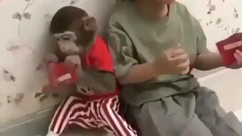 The most beautiful monkey in the world