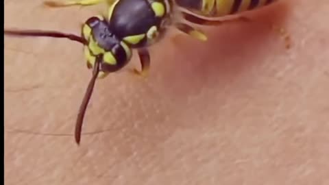 The Reason Why Wasps Steal Your Meat