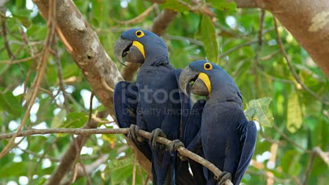 Parrot Hyacinth blue feathers