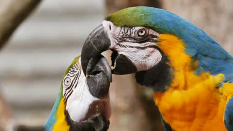 Romantic Macaw