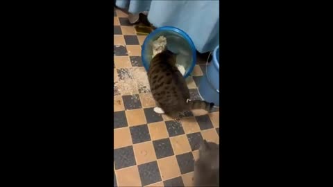 Funny animal videos 2024 - Funny cats_dogs - Funny animals-Full Adorable Animals.mp4