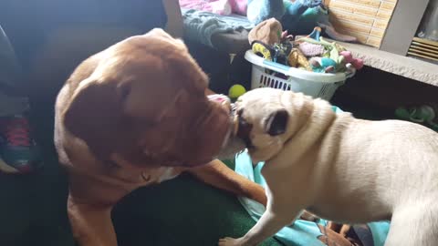 Pug and Dogue Tug-of-War