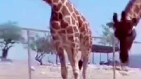 Giraffe Vs Tourtoise Funny Video