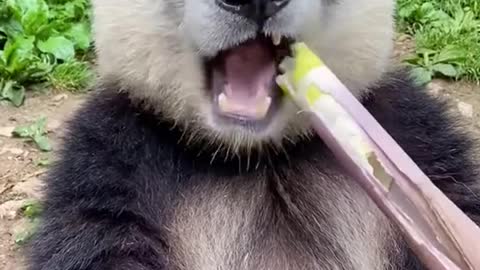 Panda Eating Show Bamboo