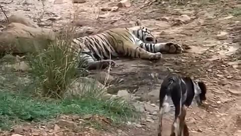 "In the Wild: Tiger Encounter with a Dog"