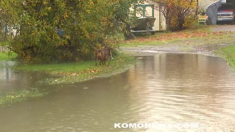 HONEY THE FISHING DOG