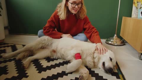 woman sitting on floor at home with legs crossed, smiling and petting lovely golden retriever dog