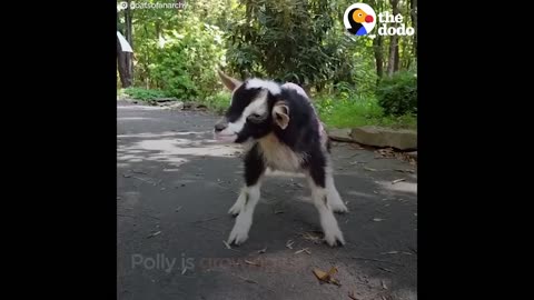 Anxious Goat Calms Down In Duck Costume: Cute Animals Halloween Compilation | The Dodo