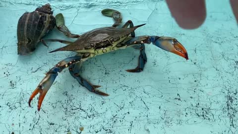 Big Blue Crab