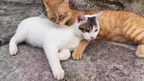 Cute Animals 2023 - Funny Cats and Cute Kittens Playing Compilation - Part 2