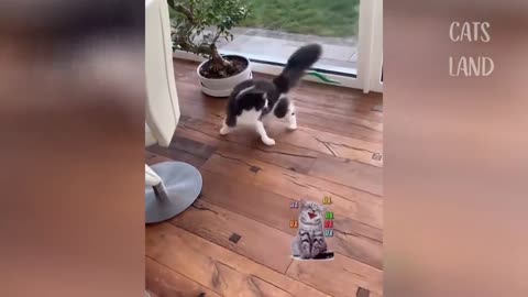 FUNNIEST DOG AND CAT VIDEOS EVER