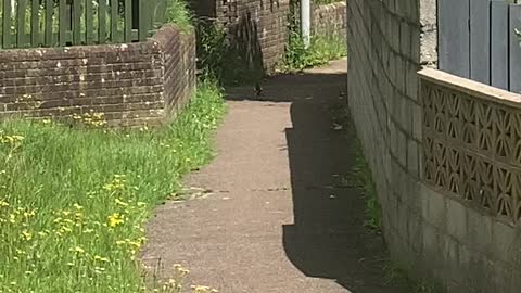 Stealthy Magpie Stalks Street Cat