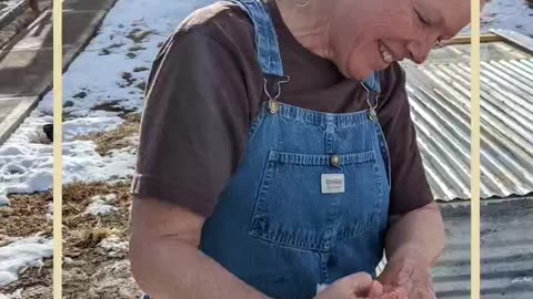 Food Independence - Cornish Cross Chickens