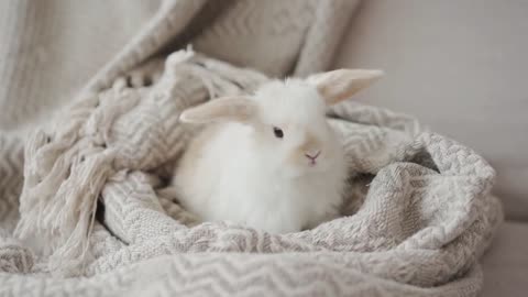 10 FACTS you didn't know about BUNNIES