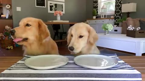 Dog Reviews Food With Girlfriend _ Tucker Taste Test 12(360P