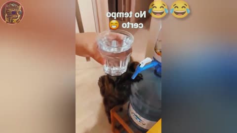 BEST FUNNIEST CATS AND DOGS VIDEOS 2024 😂🤣 FUNNY ANIMAL VIDEOS