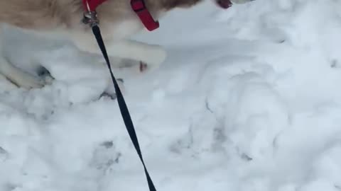 Husky playing in the snow