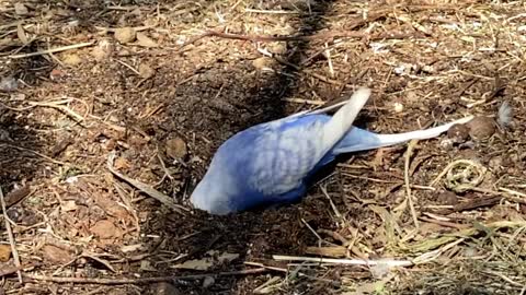 Budgie digging in slow motion - the power in those little legs is incredible 😍