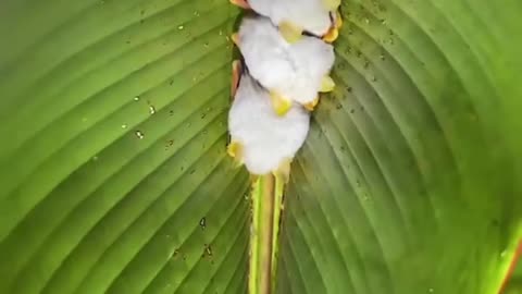 The Honduran white bat also called the Caribbean white tent-making bat