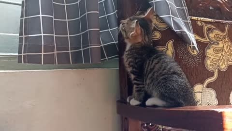 Cute Behavior of a Kitten When Left Alone